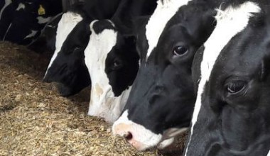 Uniformity is a key to success in dairy herds