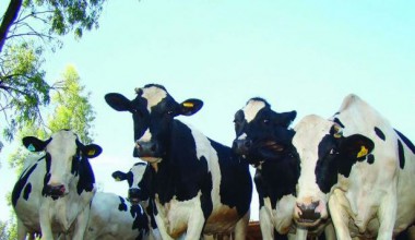 Suplementação estratégica com gordura protegida na nutrição de vacas leiteiras